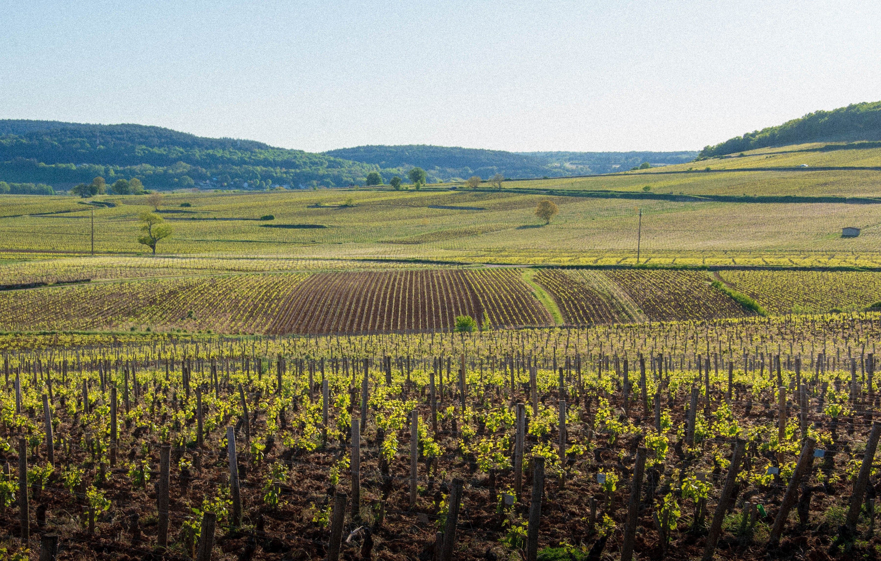 Vignoble de Bourgogne &agrave; l&rsquo;automne