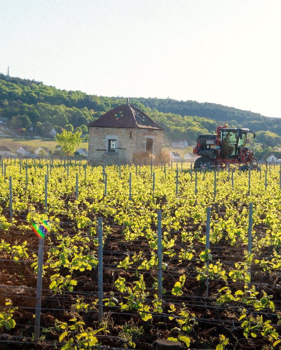 Vignoble de Bourgogne